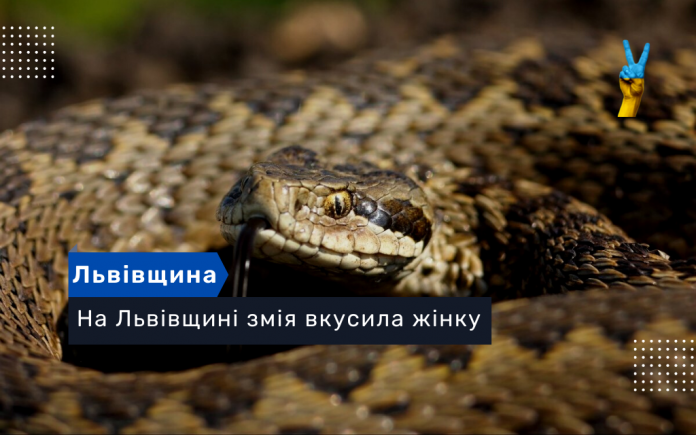 На Львівщині змія вкусила жінку