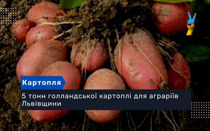 5 тонн голландської картоплі для аграріїв Львівщини