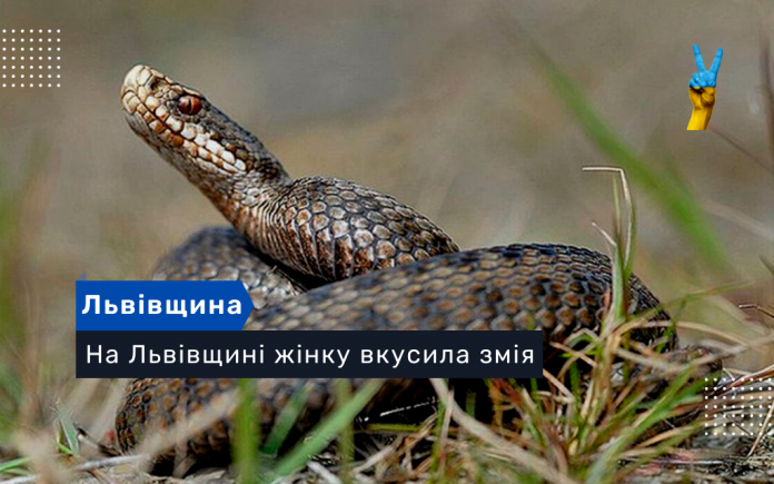На Львівщині жінку вкусила змія