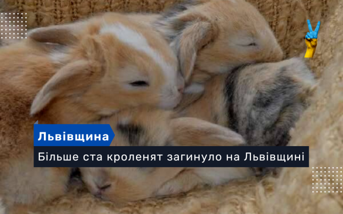 Більше ста кроленят загинуло на Львівщині